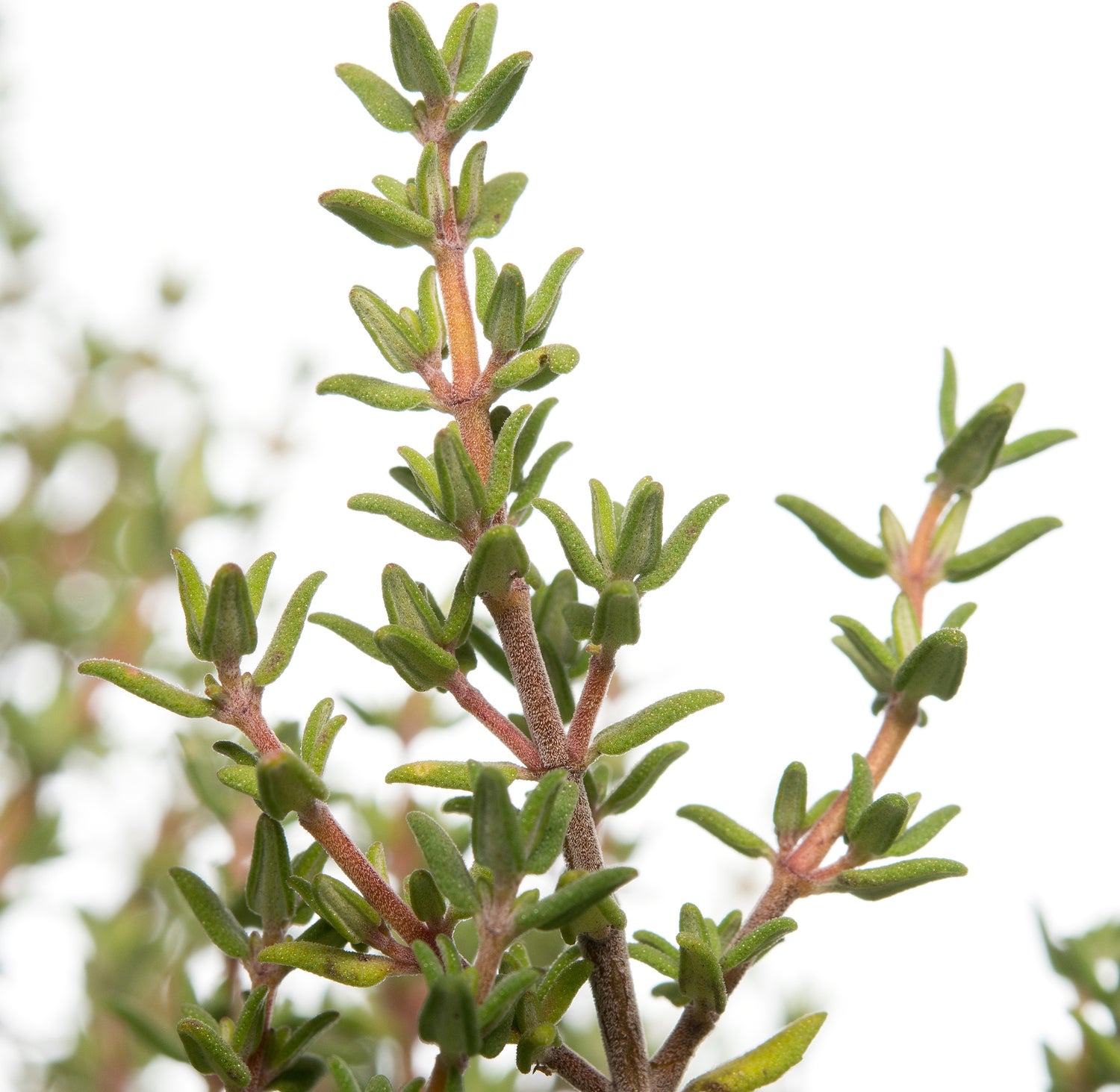 Tijm (Thymus vulgare 'Compactus') D 11 H 10 cm