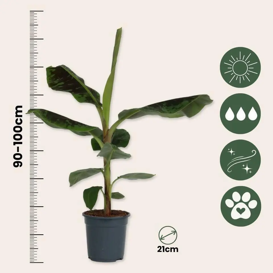Bananenplant - Musa 'Dwarf Cavendish' - Hoogte 90-100cm - ⌀21cm