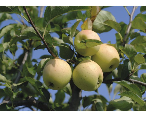 Biologische Winter Appel FloraZelf Biologisch Malus domestica 'Golden Delicious' Stamhoogte ca. 60 cm Totale hoogte 130-150 cm Co 7,5 L Struik