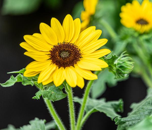 Sonnenblume 'Sunfinity'