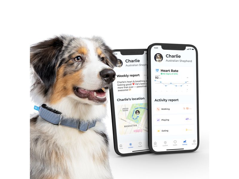 Invoxia GPS- und Gesundheitstracker Dog MiniTailz, schwarz Der fortschrittlichste GPS- und Gesundheitstracker für Hunde