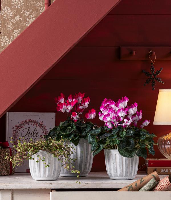 Alpenveilchen 'Indiaka', verschiedene Farben