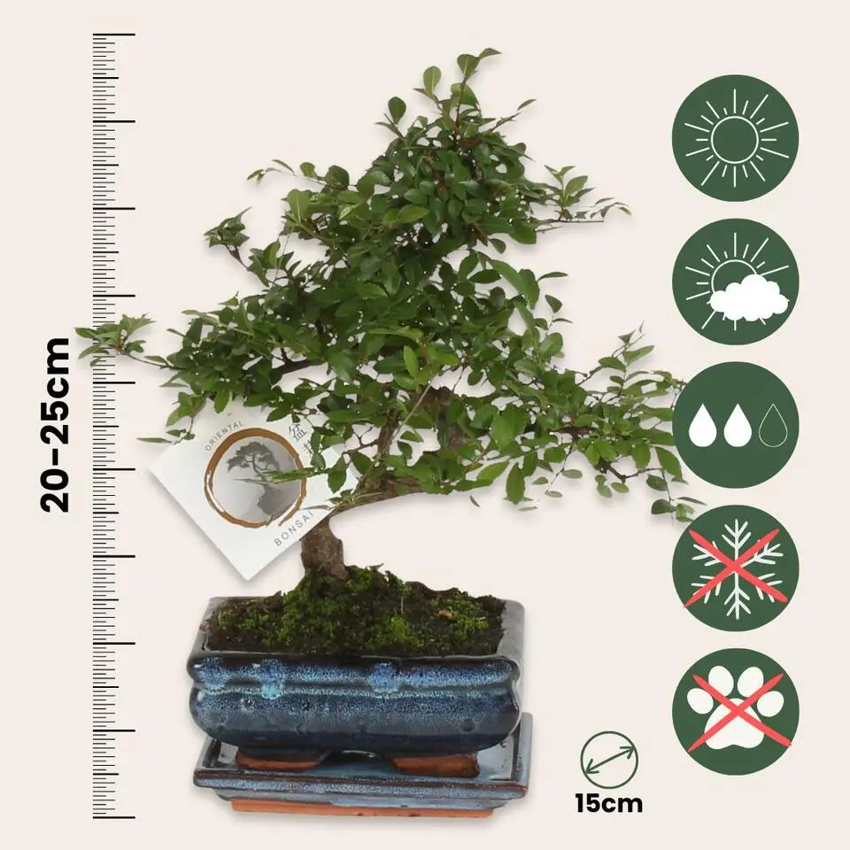 Japanse lep - Zelkova serrata - Hoogte 20-25cm - ⌀15cm