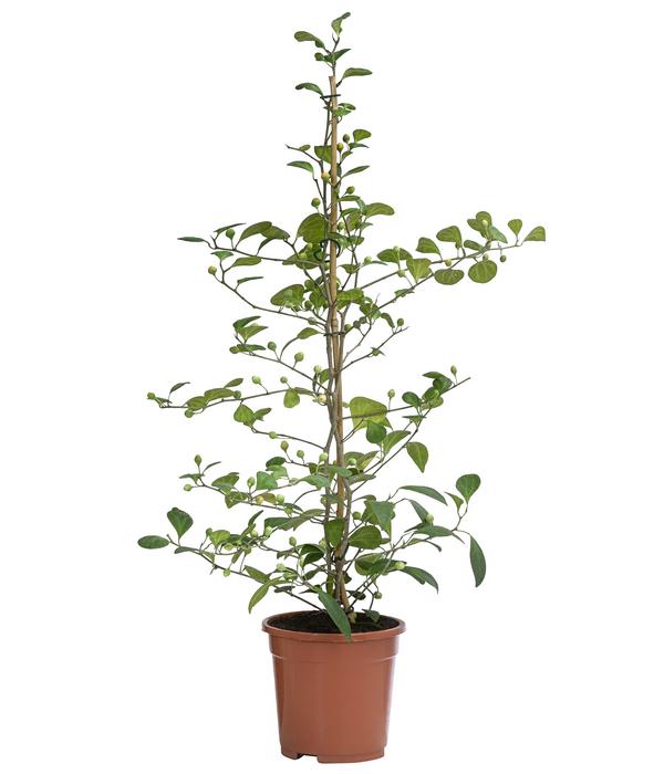 Mistelfeige - Ficus deltoidea