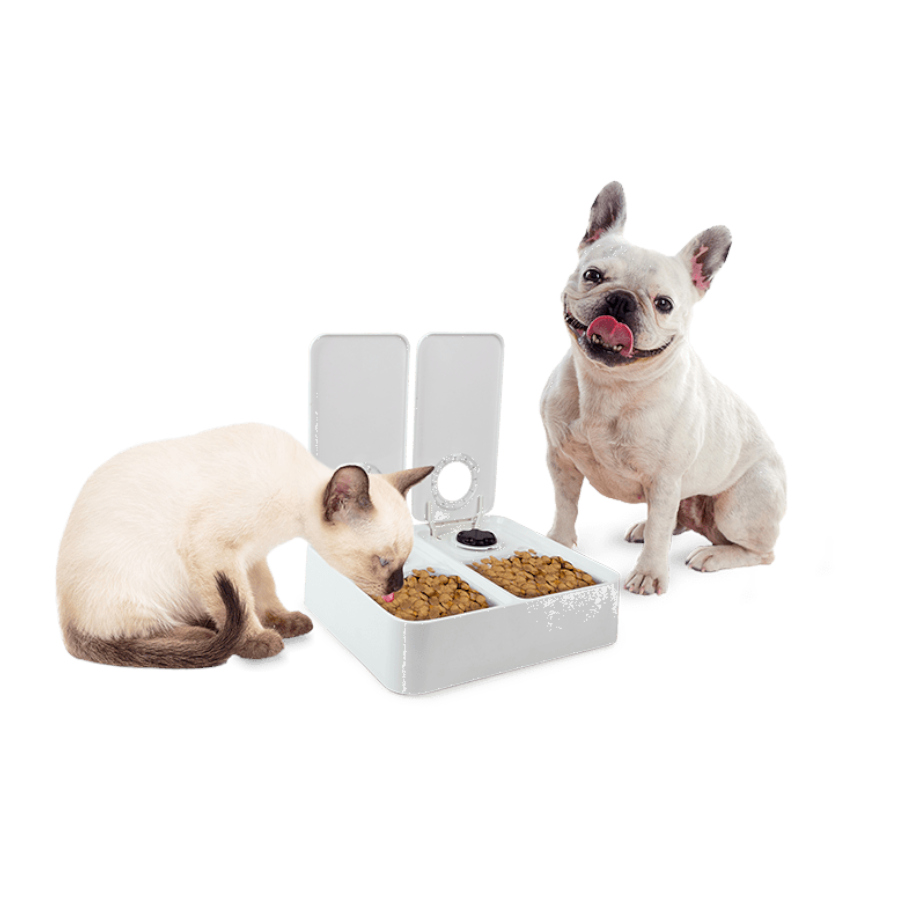 Alimentador automático duplo All For Paws Liftstyle4Pets para cães e gatos