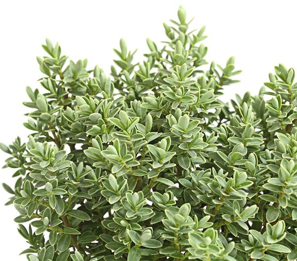 Strauchveronika 'Pagei'