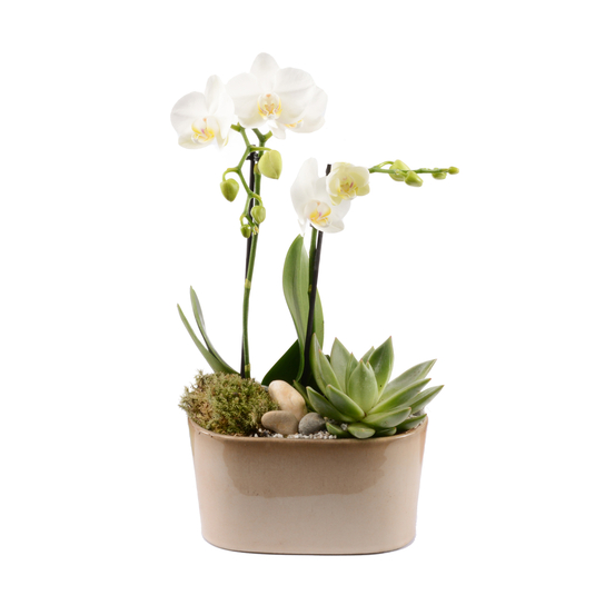 Compo Orchidée phalaenopsis et echeveria, cache-pot D20xH40cm