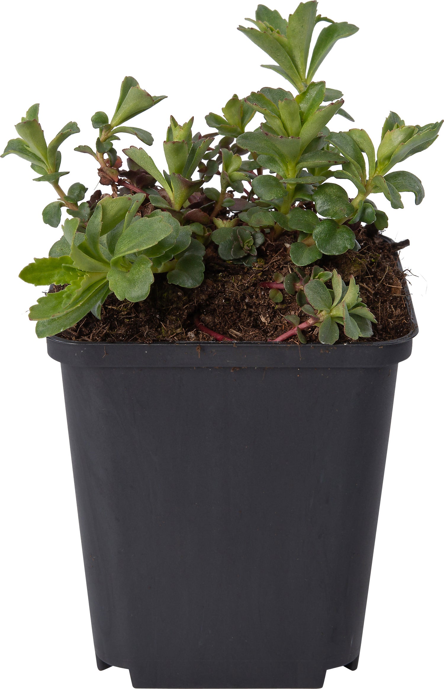 Vetkruid (Sedum kamtschaticum) D 9 H 10 cm