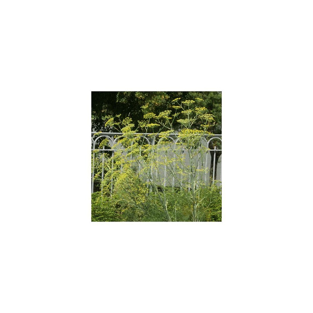 Fenouil commun vulgare/foeniculum vulgare[-]godet