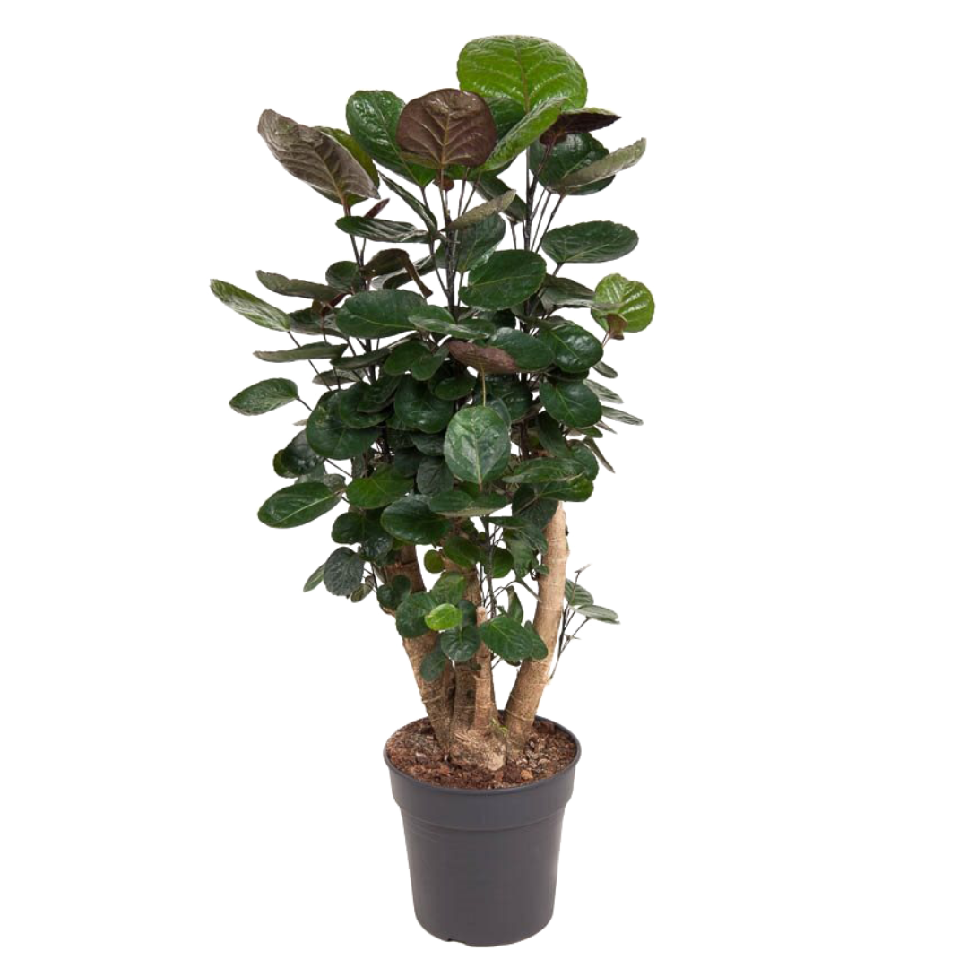 Polyscias fabian - caractéristique - pot 21cm - hauteur 80-85cm
