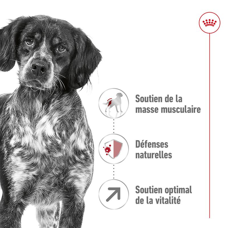Royal Canin Medium Adult 7+ à prix discount sur bitiba.fr