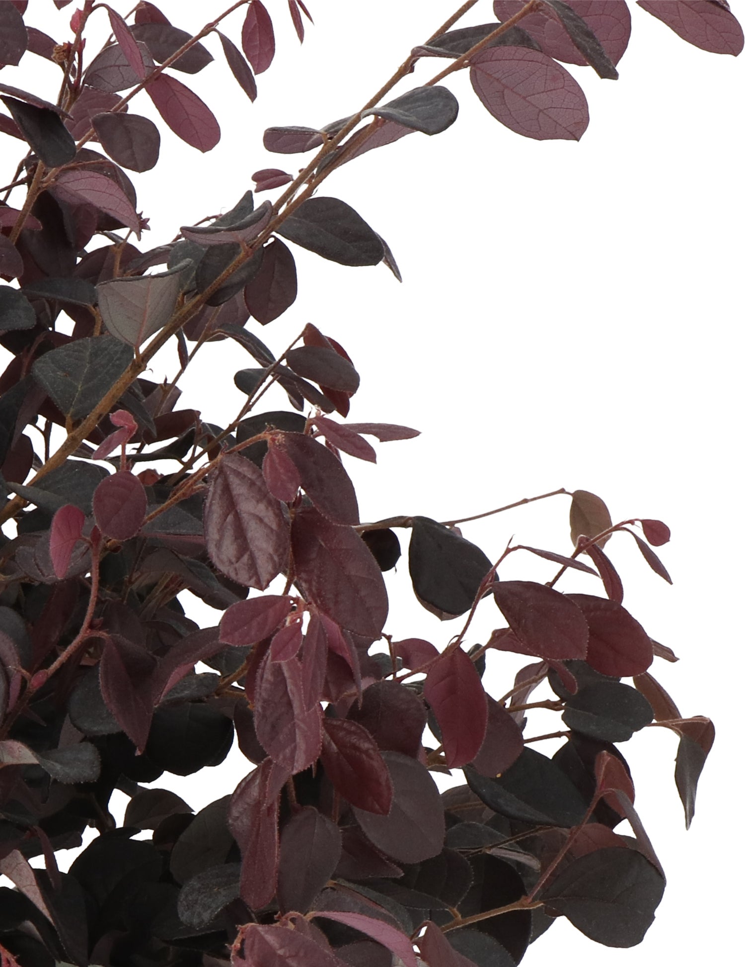 Heksenstruik (Loropetalum chinense 'Black Pearl') D 23 H 60 cm