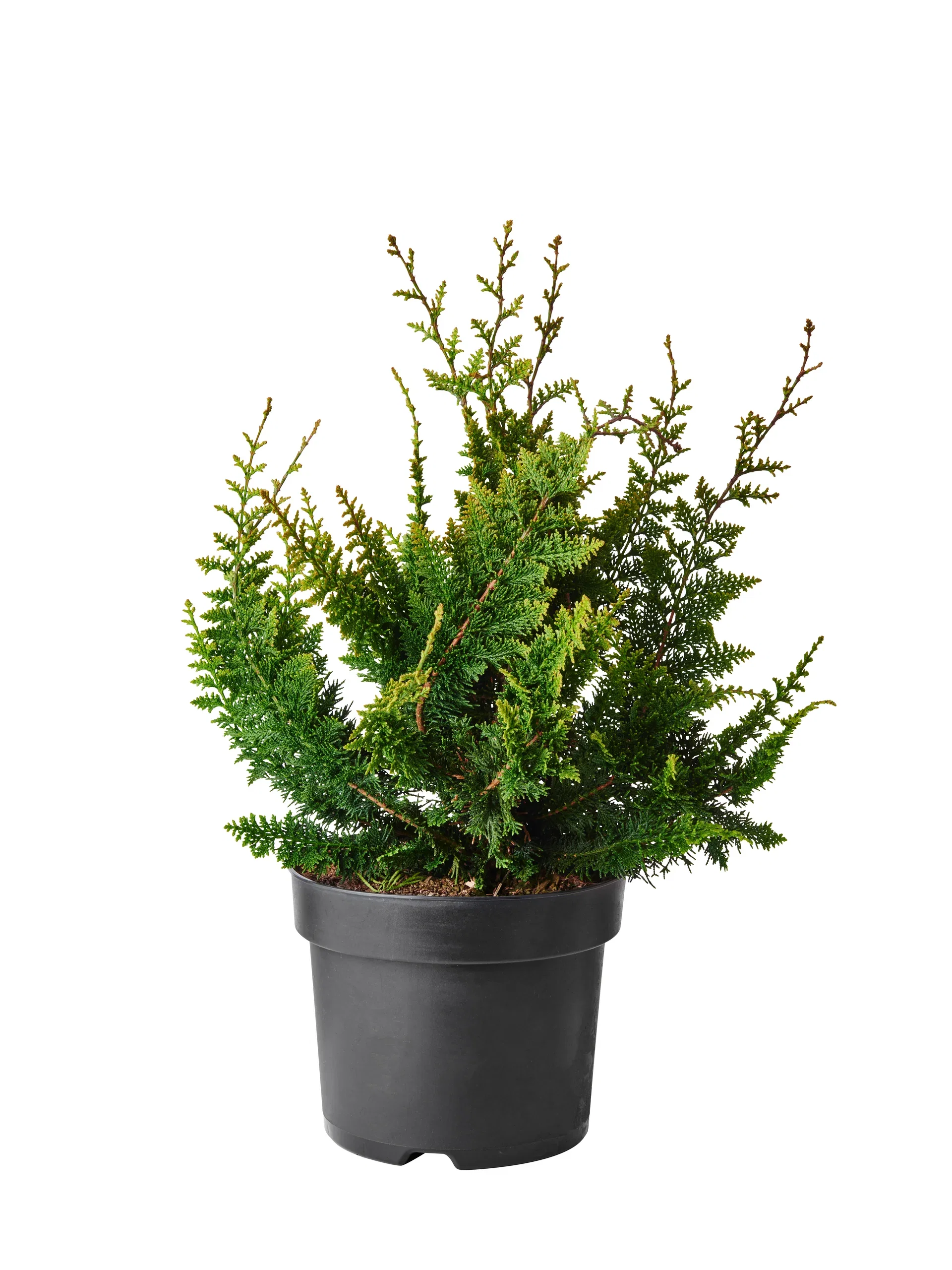 Chamaecyparis obtusa 'Teddy Bear' Solsypress 'Teddy Bear' Ø26 cm