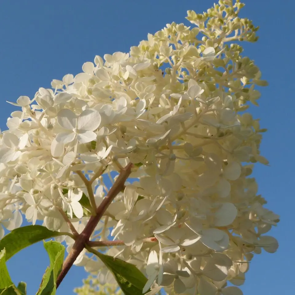 Hortensia - Set van 24 - Hortensia paniculata - Hoogte 25-35cm - ⌀9cm