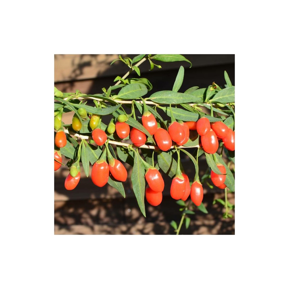 Baie de goji princess tao® 'fpw03'/lycium barbarum princess tao® 'fpw03'[-]pot de 3 l - 40/50 cm