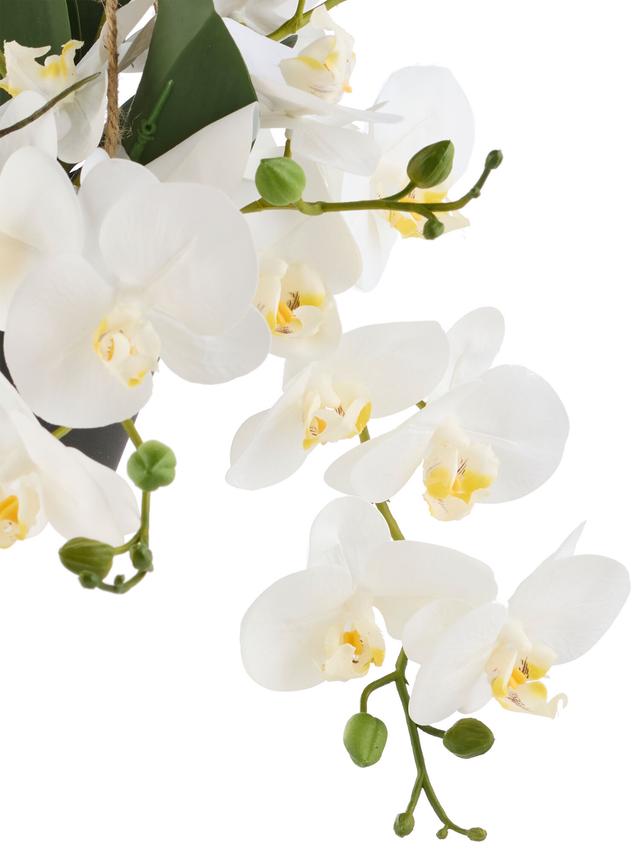 Orchideen im Topf hängend, 25 cm