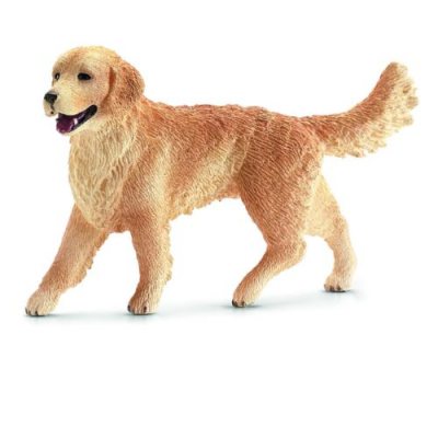 Golden Retriever, Female New