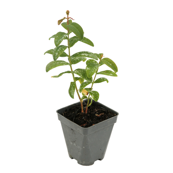 Millepertuis : godet vert