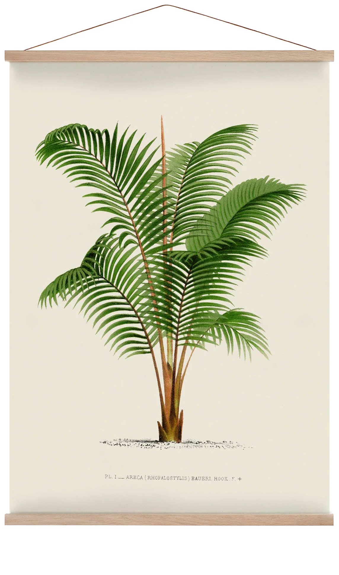 Areca Bauer Palm Tree Kunstdruck