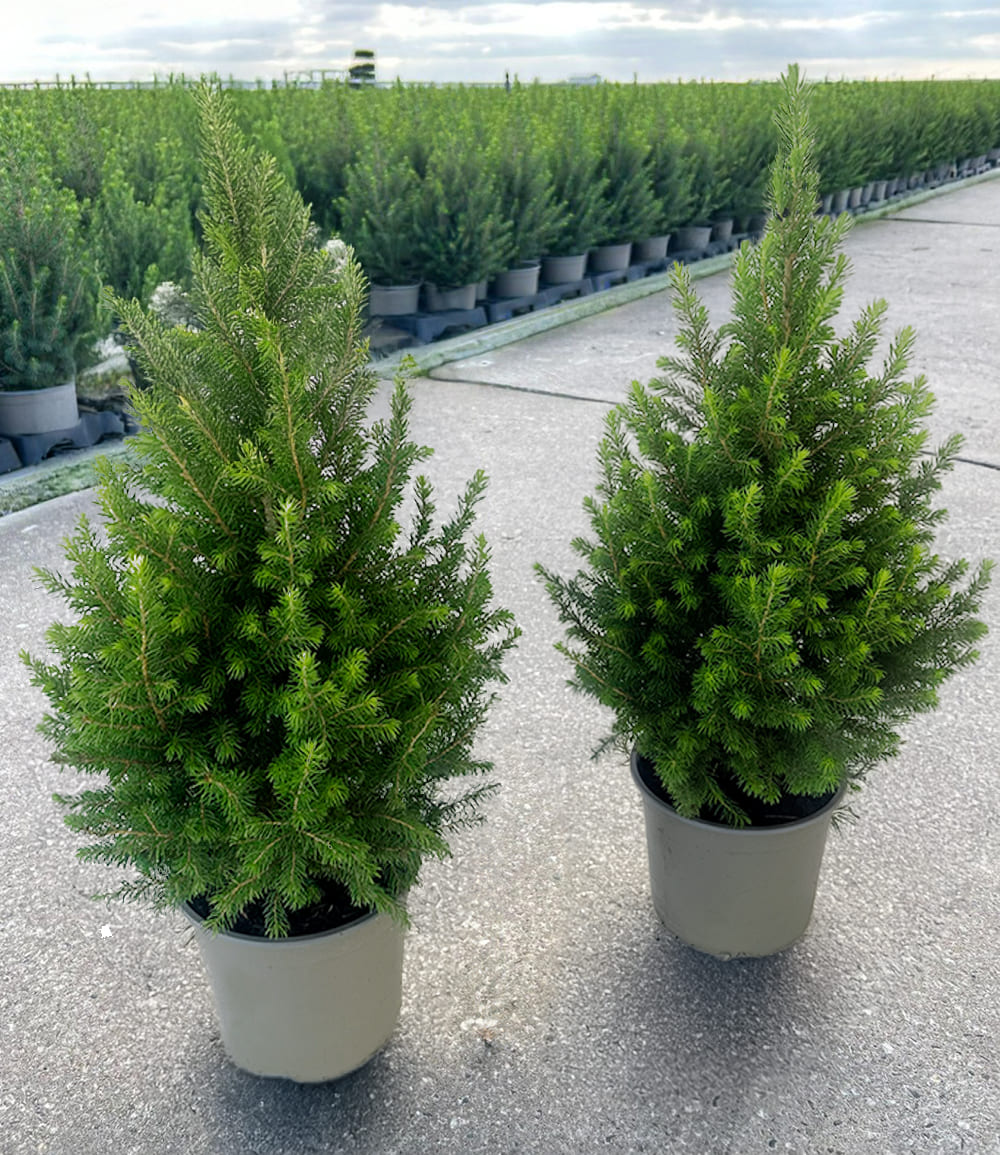 Zuckerhutfichte Picea Clauca Conica, inkl. Topf 60/70 cm hoch
