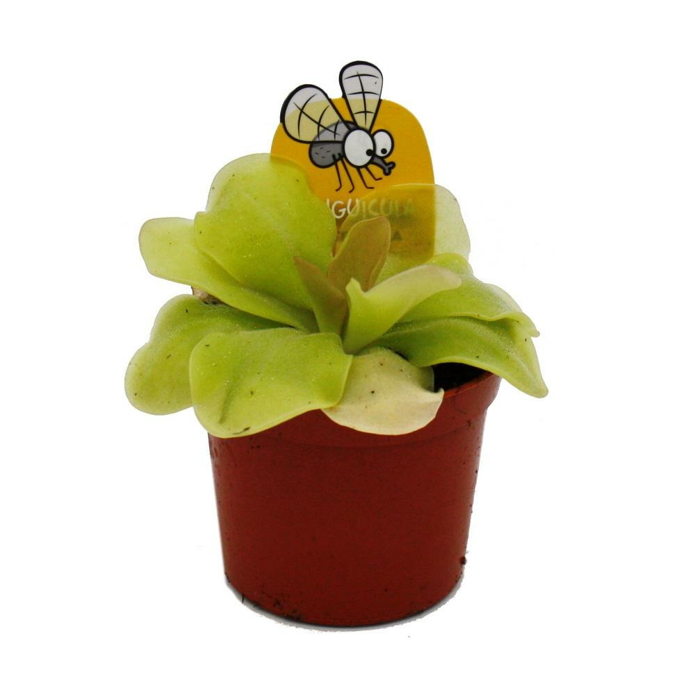 Plante carnivore - fétuque maya - pinguicula spec. 