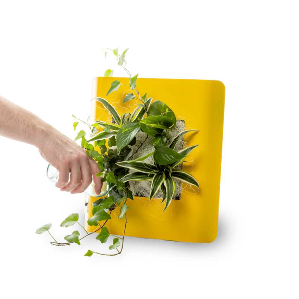Tableau végétal Wallflower S Métal Edition - Jaune