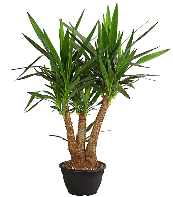 Yucca-Palme - Yucca elephantipes, verzweigt