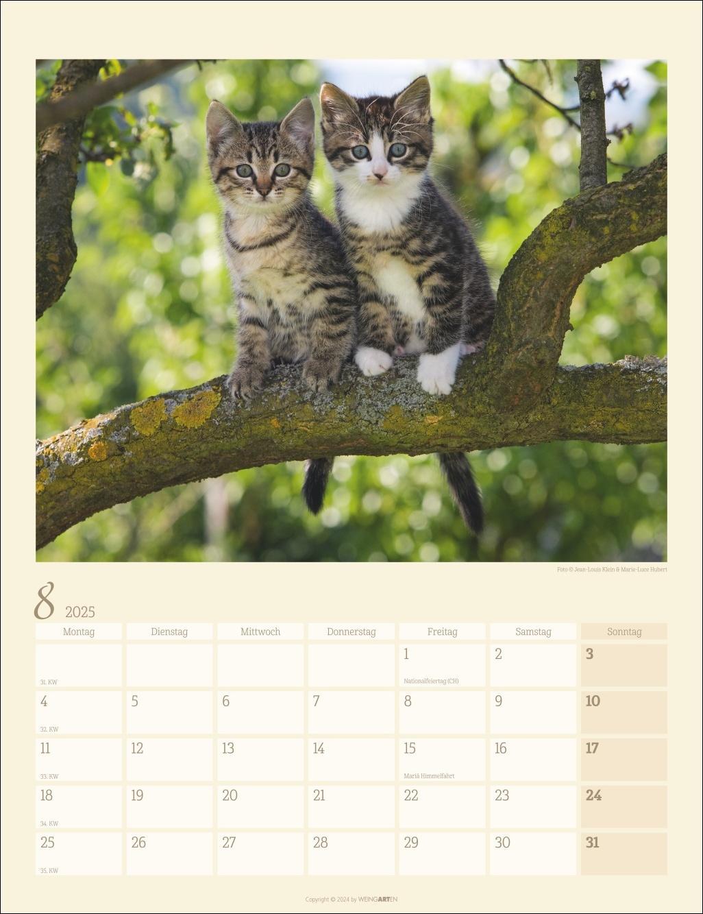 Katzen auf dem Lande Kalender 2025