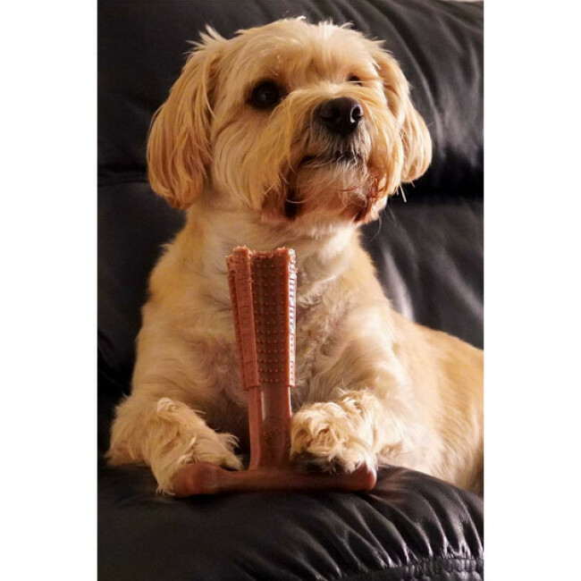 Bamboodles T-Bone Chew jouet à mâcher pour chien