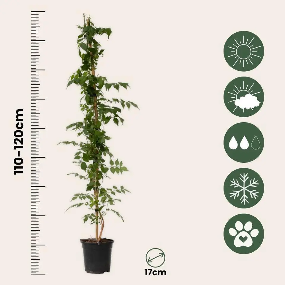 Trompetbloem - Campsis taglibuana 'Mme Galen' - Hoogte 110-120cm - ⌀17cm