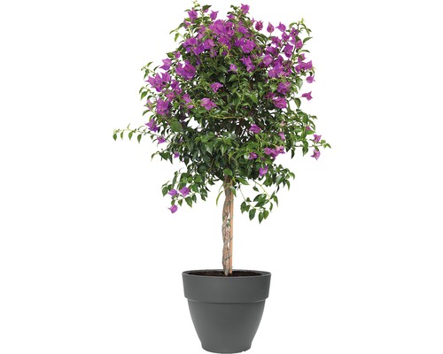 Plantpot Elho Vibia Campana Ø 55 cm antraciet