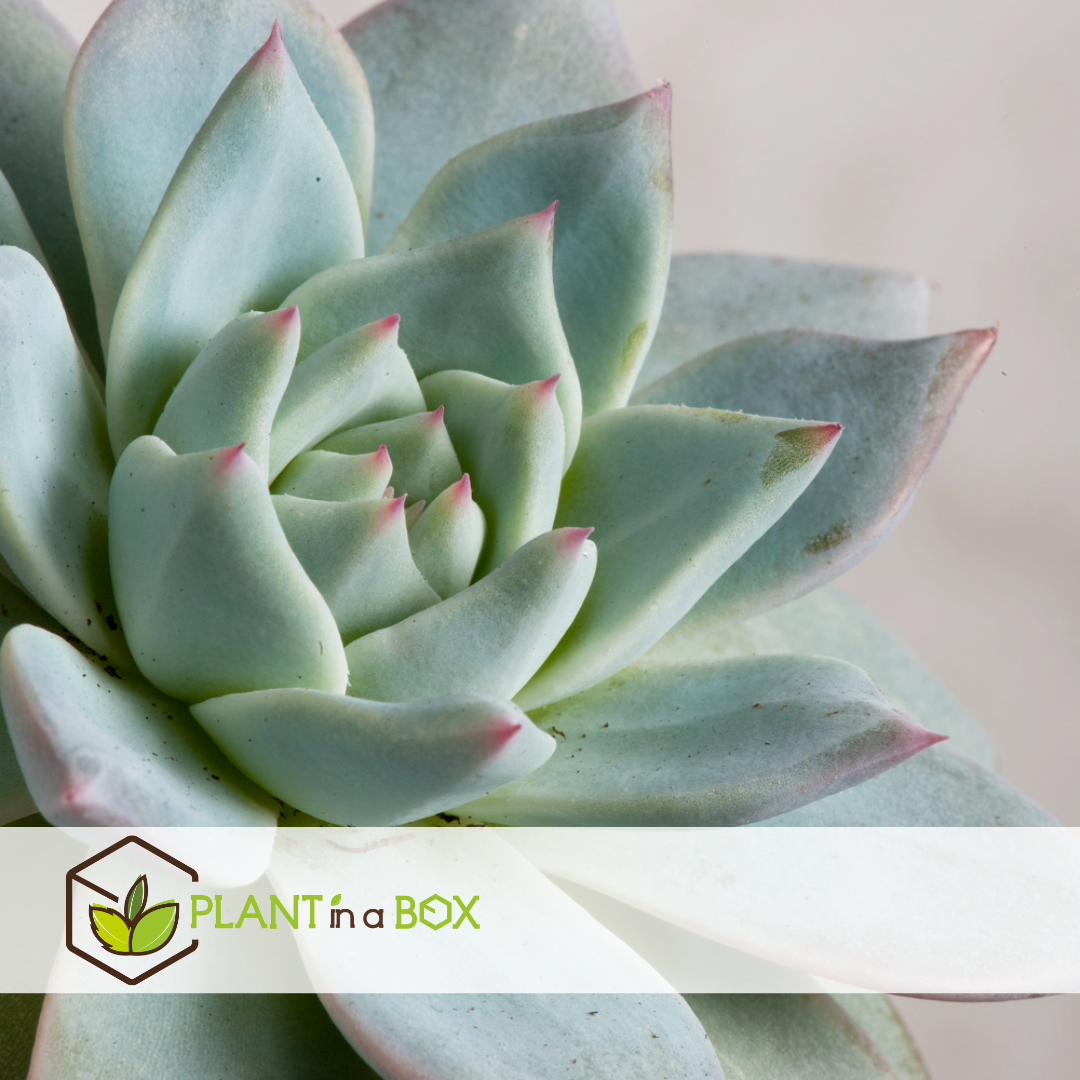 Echeveria garden mix black - succulentes à échelle décorative - noir - 20 cm