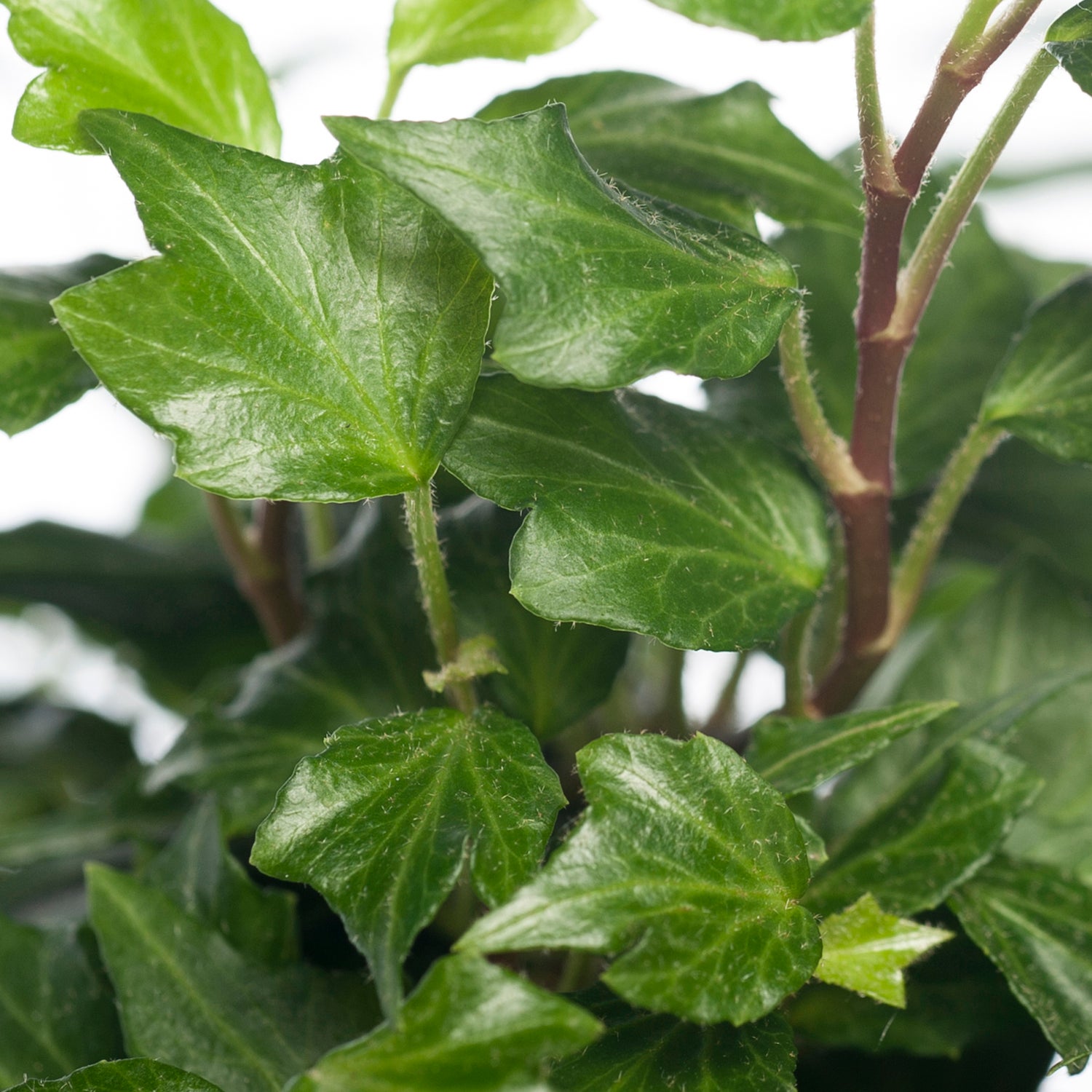 Klimop (Hedera helix 'Jessica') D 13 H 25 cm