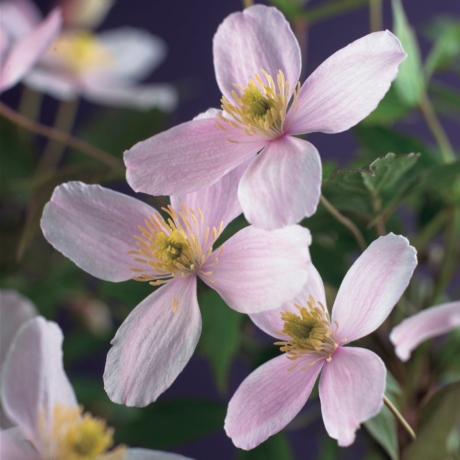 Bosrank (Clematis montana 'Fragrant Spring') D 16 H 75 cm