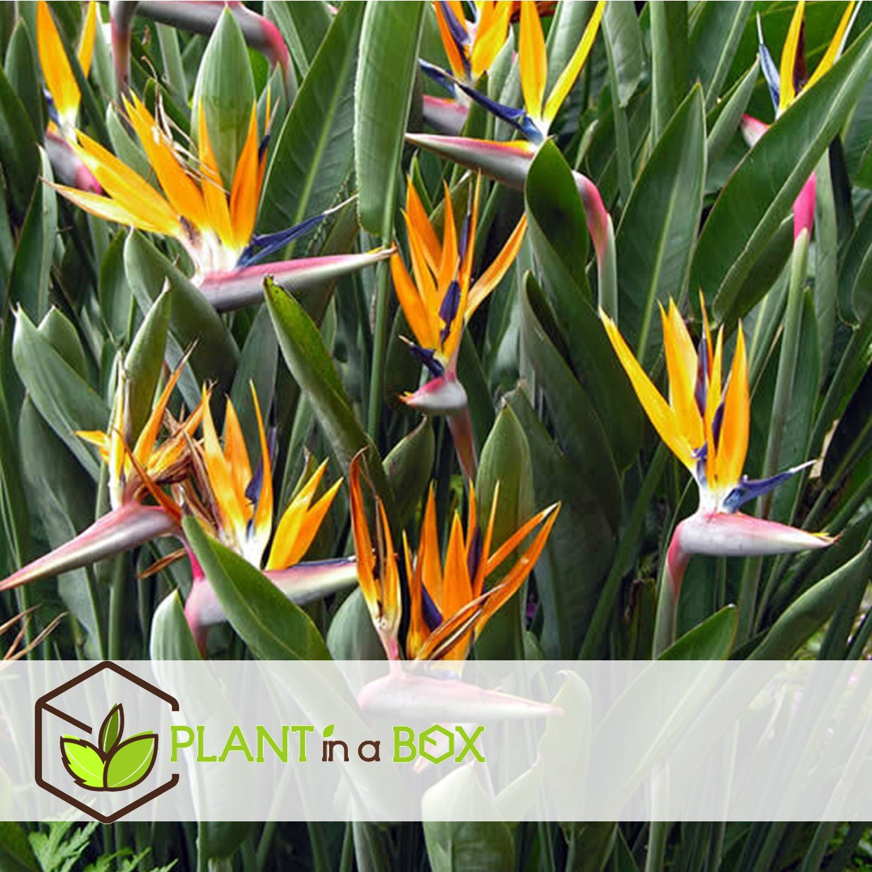 Strelitzia reginea - plante oiseau du paradis - pot 9cm - hauteur 25-40cm