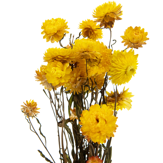 Bouquet fleurs séchées Helichrysum Jaune