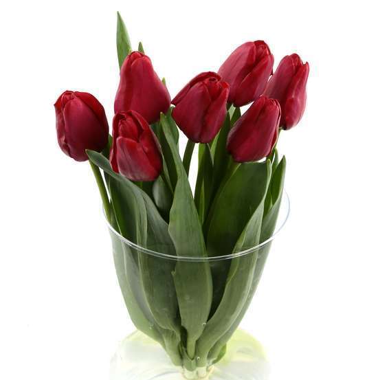 Botte 7 Tulipes H.40cm - Coloris variables