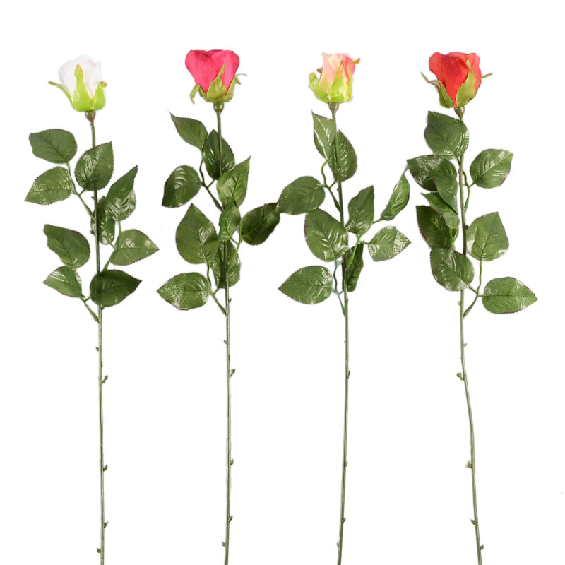 Bouton de rose 'First'
