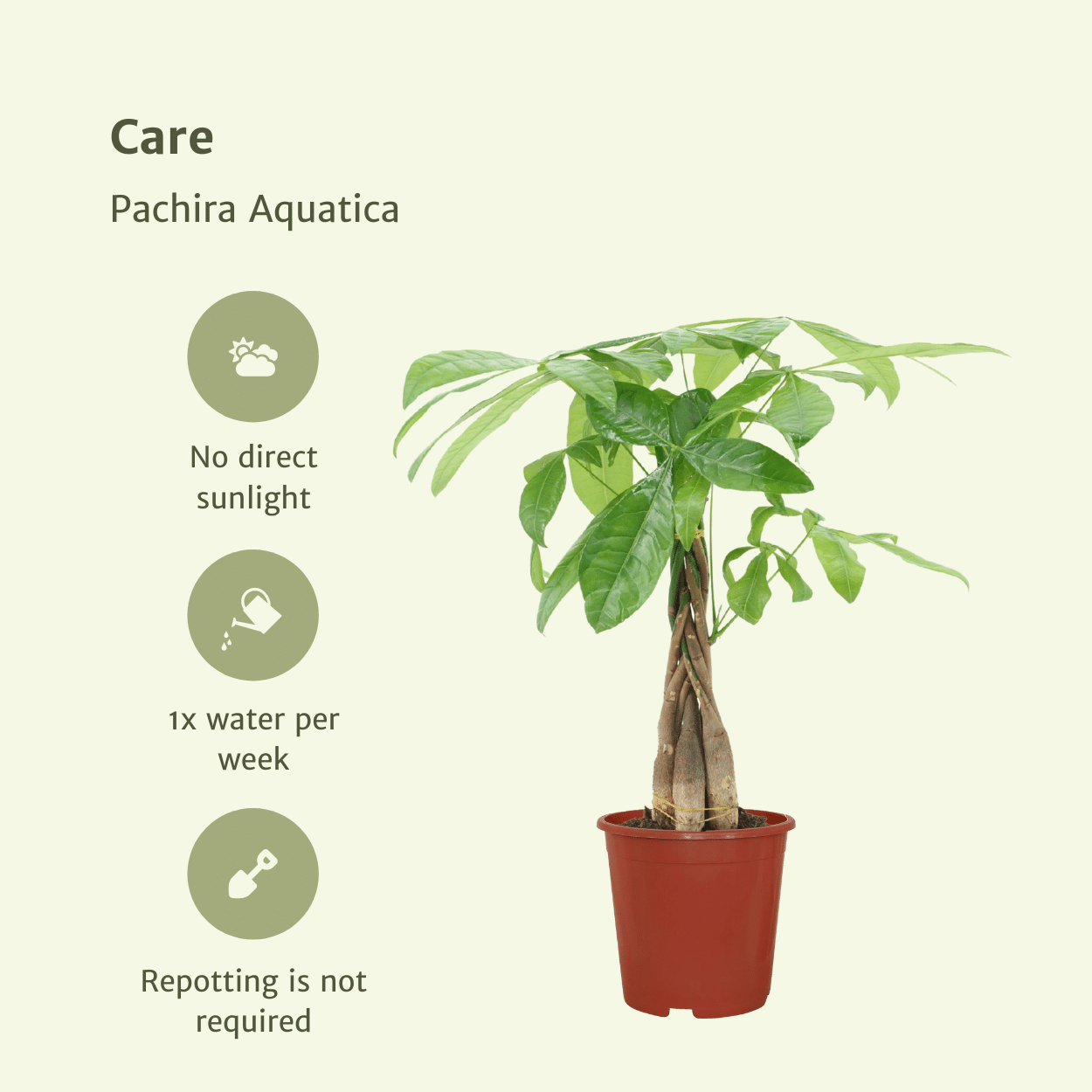 Plante d'intérieur - pachira aquatica - lot de 2 50cm