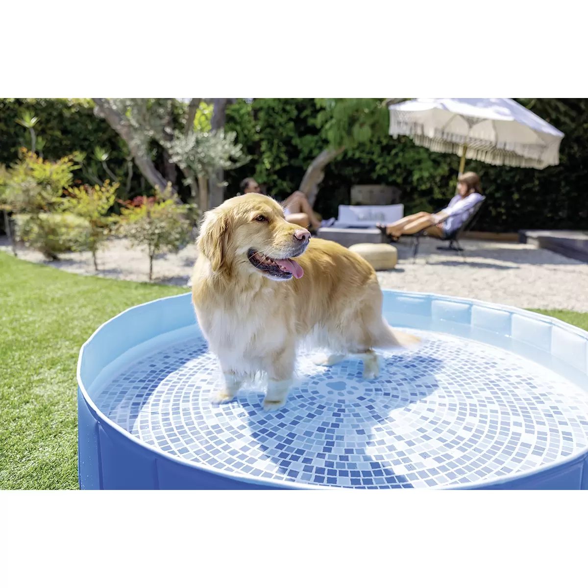 Hunde Pool Blau