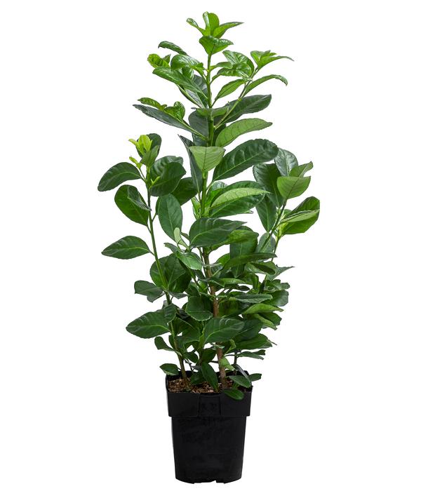 Kirschlorbeer 'Etna'