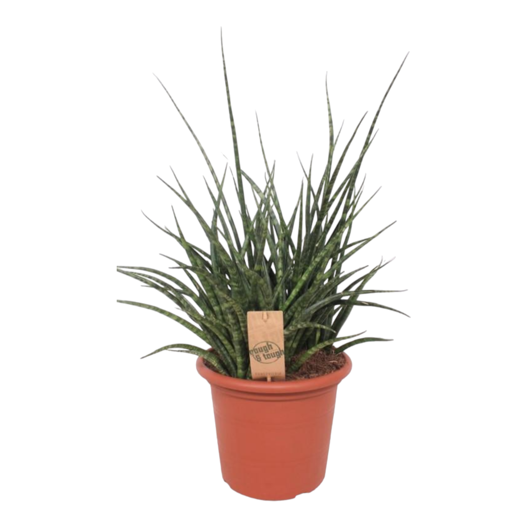 Plante d'intérieur - sansevieria fernwood punk 60cm
