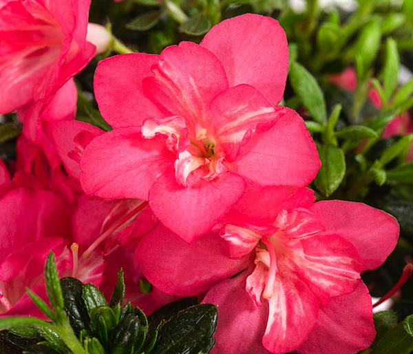 Japanische Azalee 'Anouk'