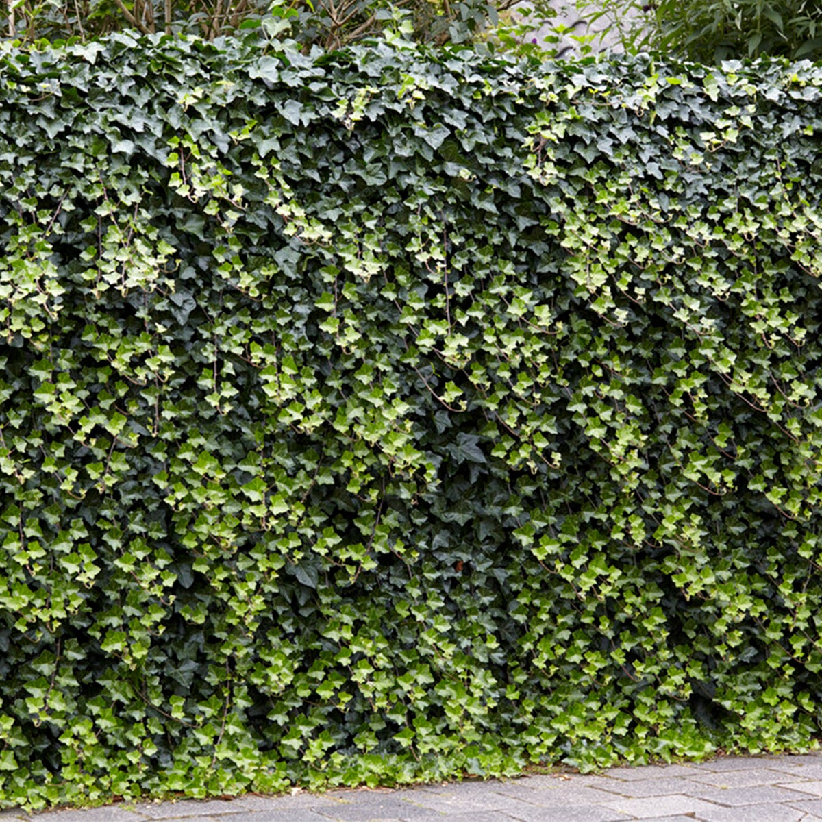 Bloomique – Hedera Helix – Kleinbladige klimop – Groenblijvend – Klimplanten – Tuinplanten – Winterhard – Potmaat 15 cm – Hoogte 70–80 cm