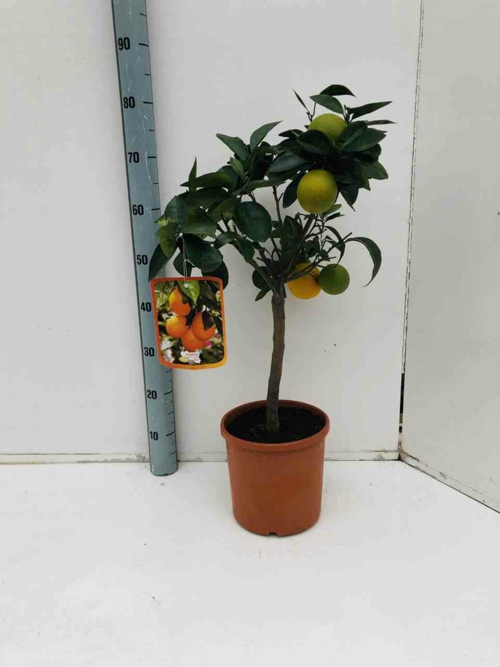 Citrus sinensis adulte (oranger) blanc - taille pot 180l - 200/250cm - peri 60/70