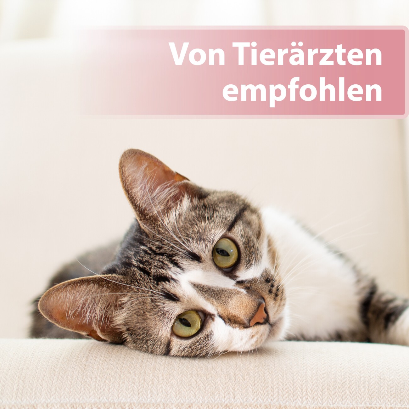 Felisept Augenpflege-Pads für Katzen 100 Stück