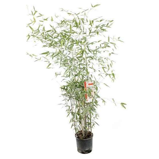 Bambou moyen phyllostachys aureosulcata 'Spectabilis': pot de 7 litres