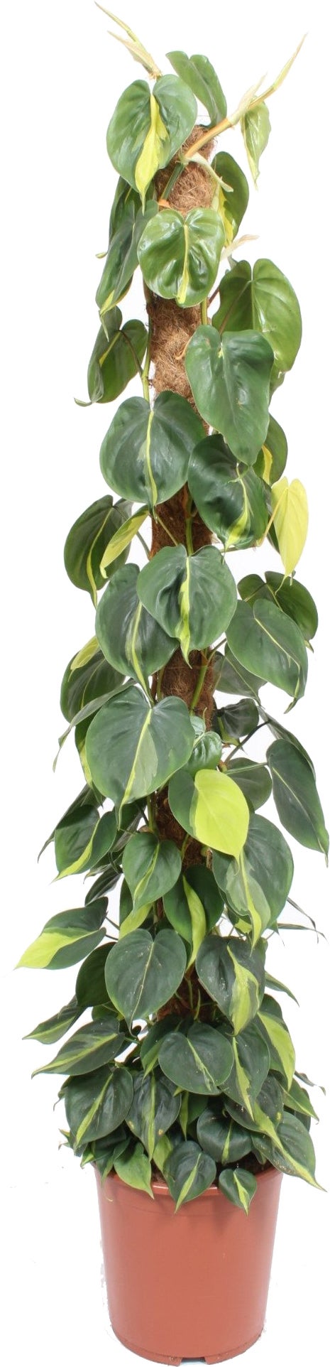 Philodendron op mosstok (Philodendron scandens 'Brasil') D 27 H 150 cm
