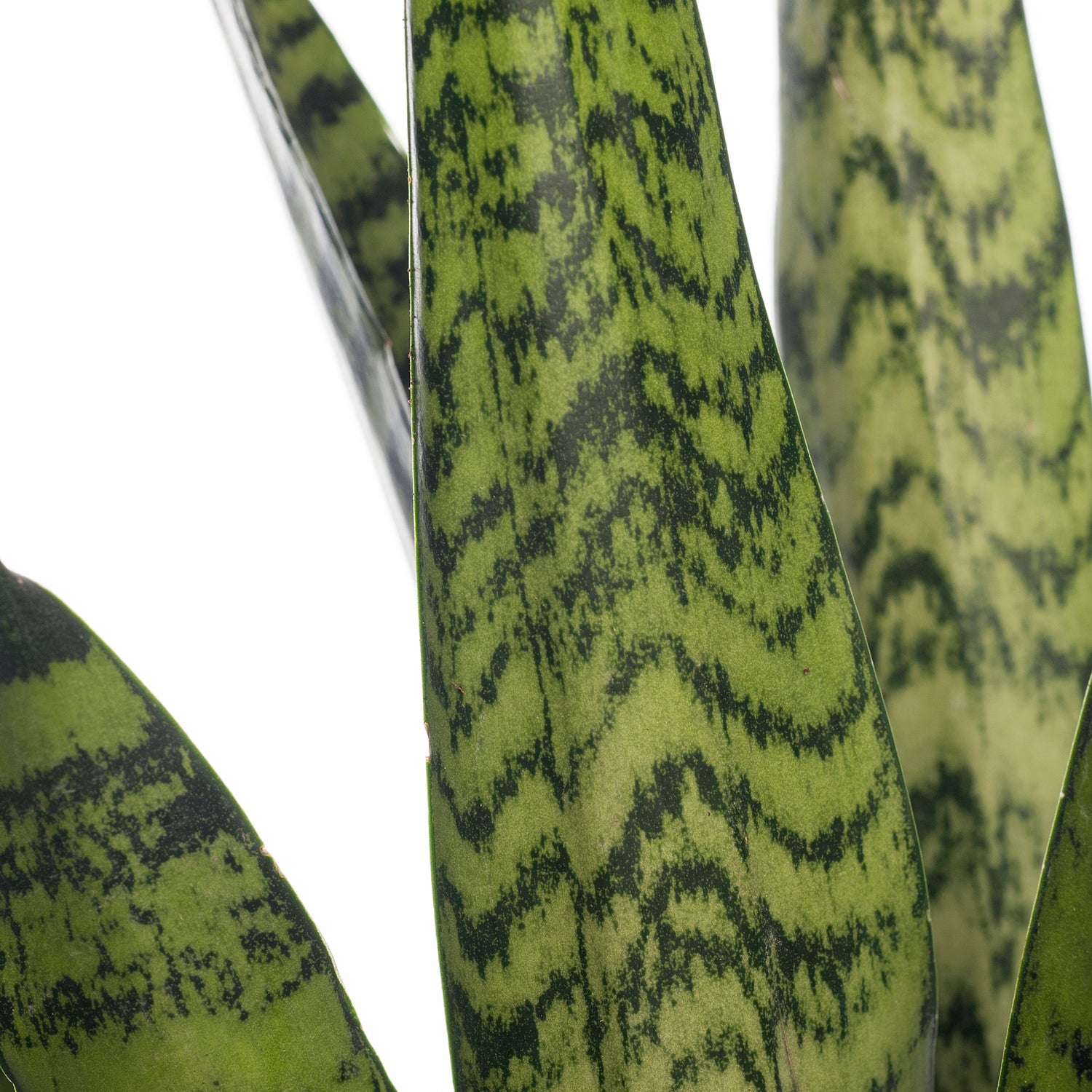 Vrouwentong (Sansevieria zeylanica) D 17 H 65 cm