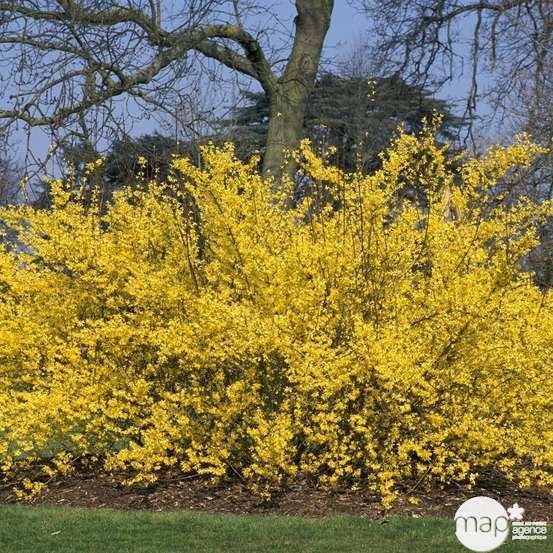Forsythia x intermedia Week-End ® ' Courtalyne ' : ctr 4,5 L